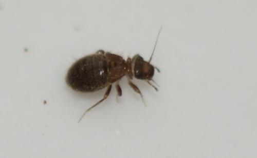 Lepinotus sp.